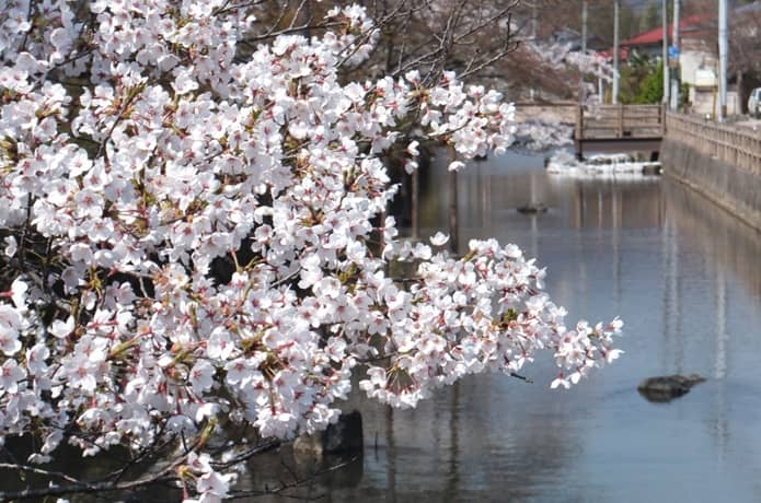 沢端川の桜