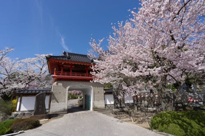 定林寺の桜