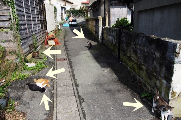 田代島の路地裏にたまる猫