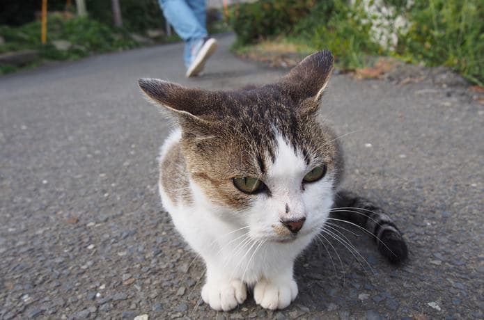 田代島　カメラ目線の猫