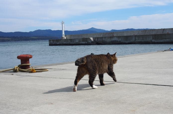 大泊港の漁港を悠々と歩く猫