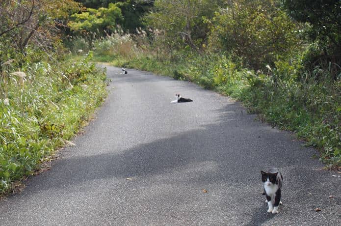 仁斗田港へ向かう道中の猫