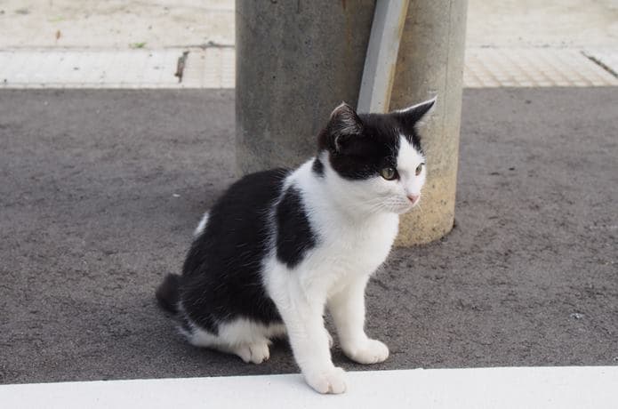 田代島　歩道にいた猫