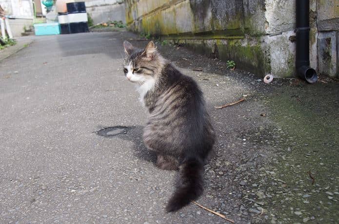 田代島　背を向ける猫