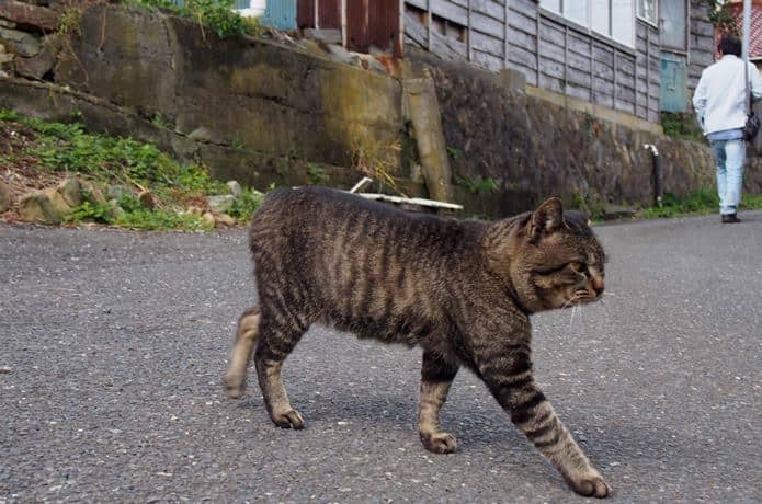 田代島　歩道を横切る猫
