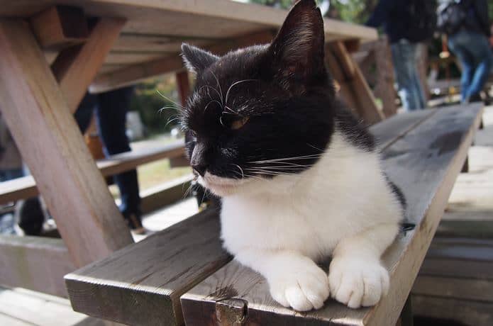 田代島　ベンチに座る猫