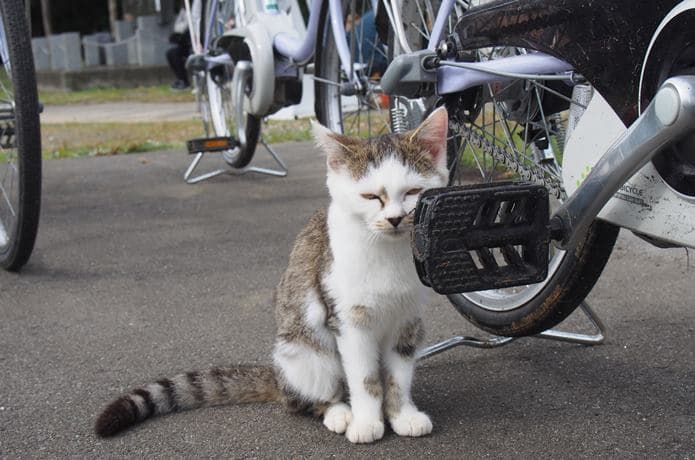 田代島　島の駅の駐輪所にいた猫