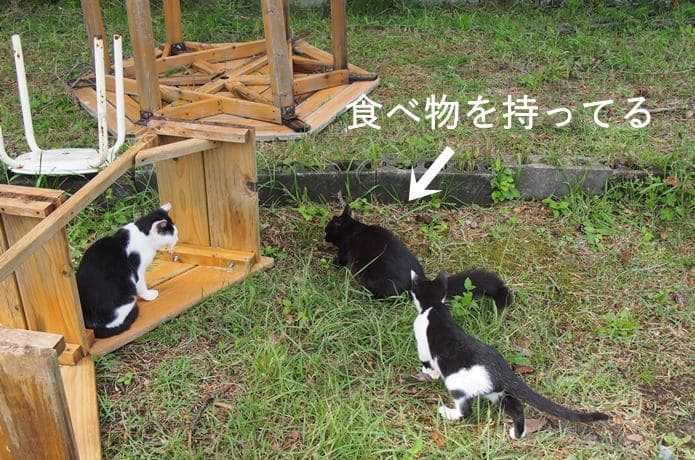 田代島　獲物を横取りしようと争う猫