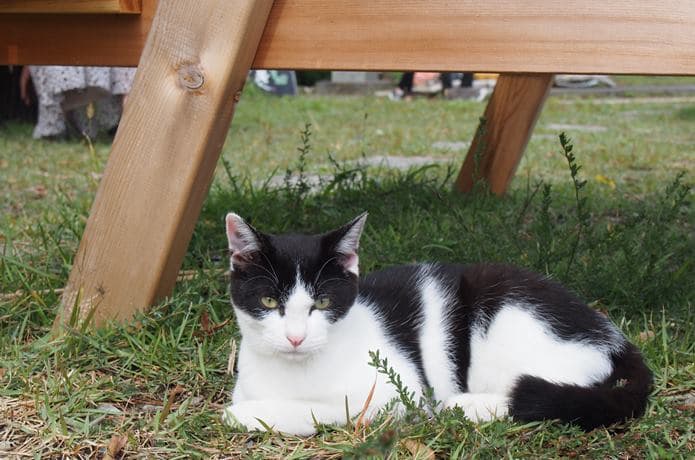 田代島の猫　島の駅の芝生にいた猫