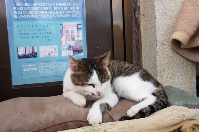 田代島　島の駅にいた猫