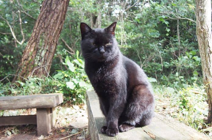 田代島　猫神社前のベンチに居座る猫