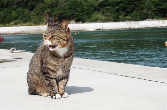 田代島　大泊港で威嚇する猫