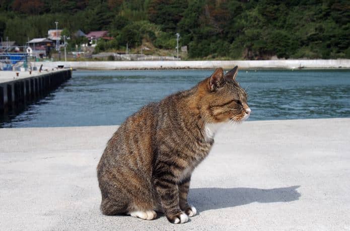 田代島　大泊港　横向きの猫