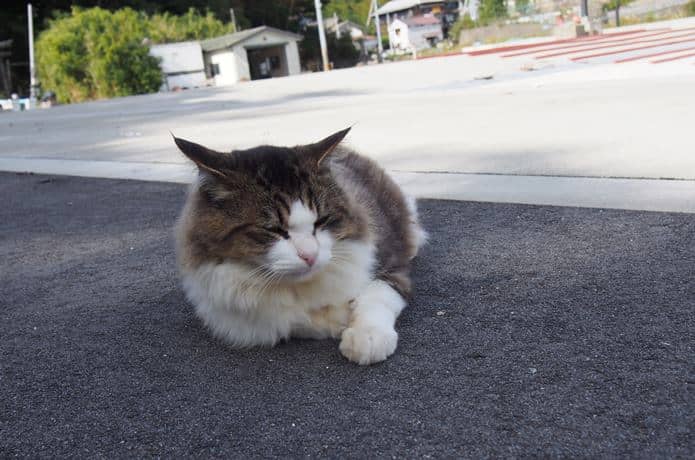 田代島　大泊港の日陰で涼む猫