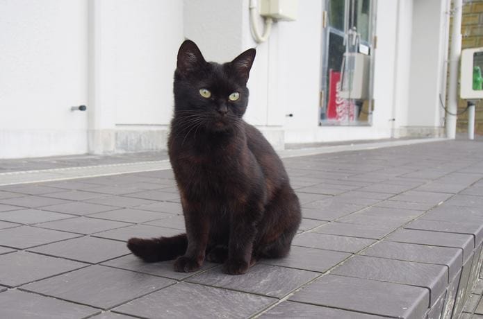 田代島　黒猫