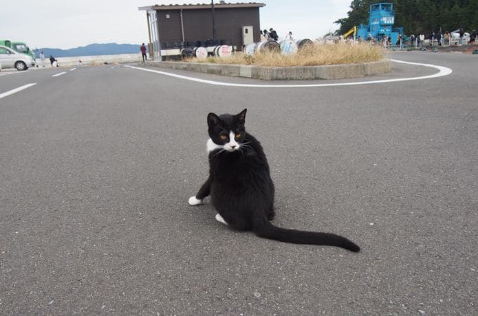 田代島　漁港にいた黒猫