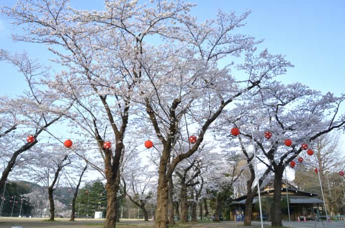 宮城の桜 お花見スポット21 名所から穴場までご紹介 Gogo Miyagi