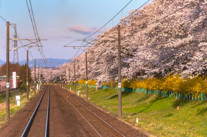 電車から見る白石川一目千本桜