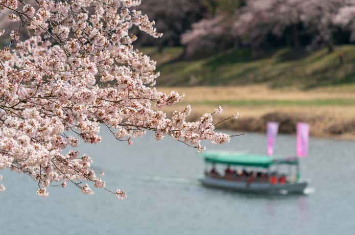 白石川一目千本桜と屋形船