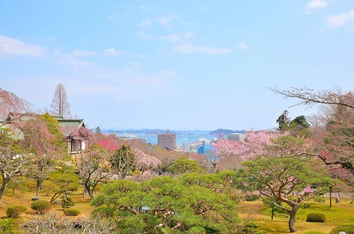 鹽竈神社からみた松島湾と桜