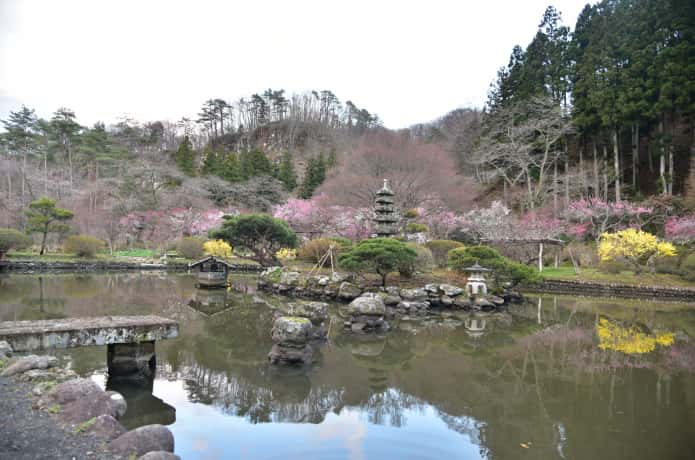 仙台　天守閣自然公園の桜