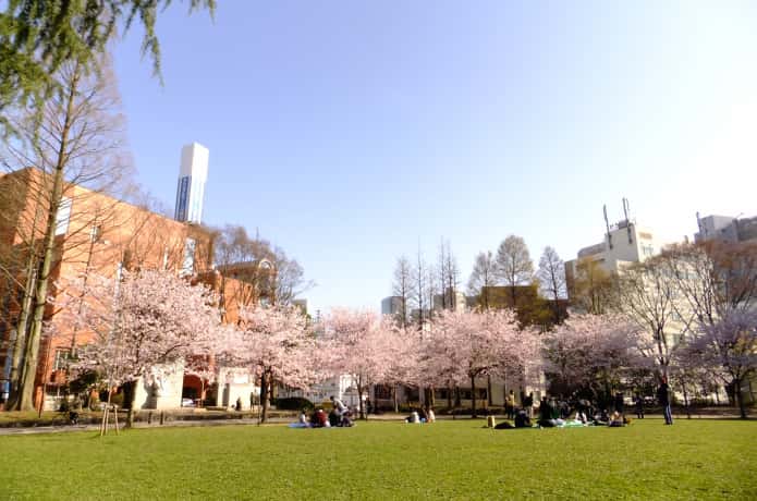 仙台　錦町公園の桜