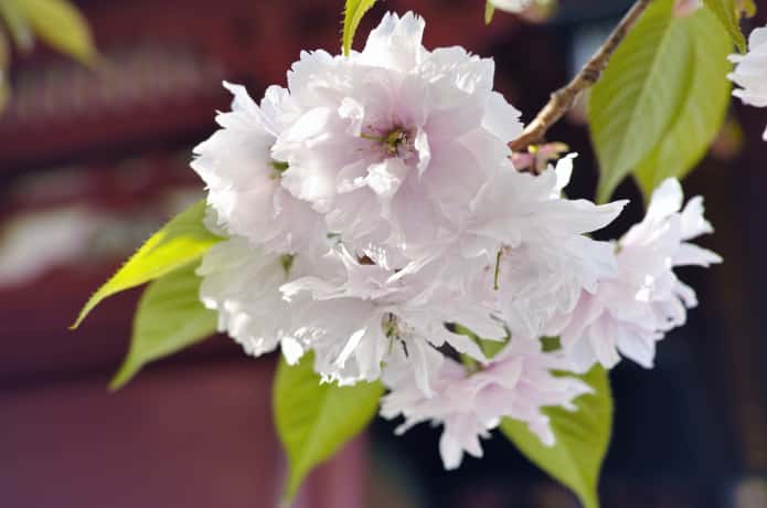 鹽竈桜