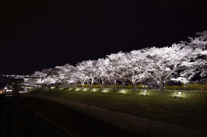 白石川千桜公園の夜桜