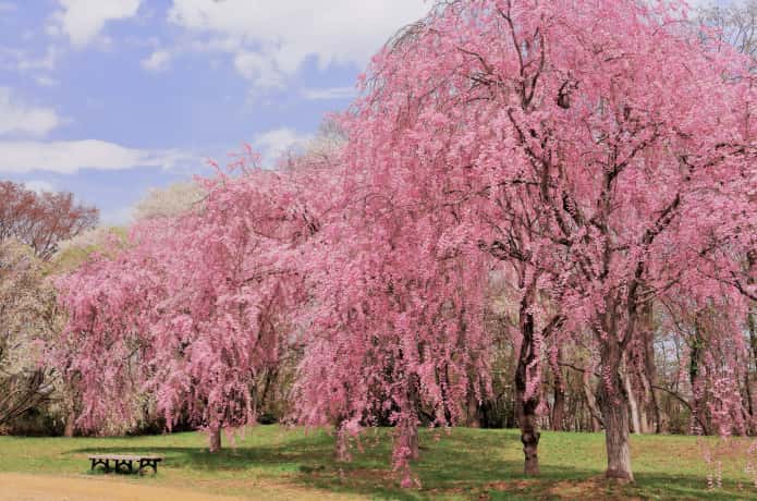 仙台　三峰公園の桜