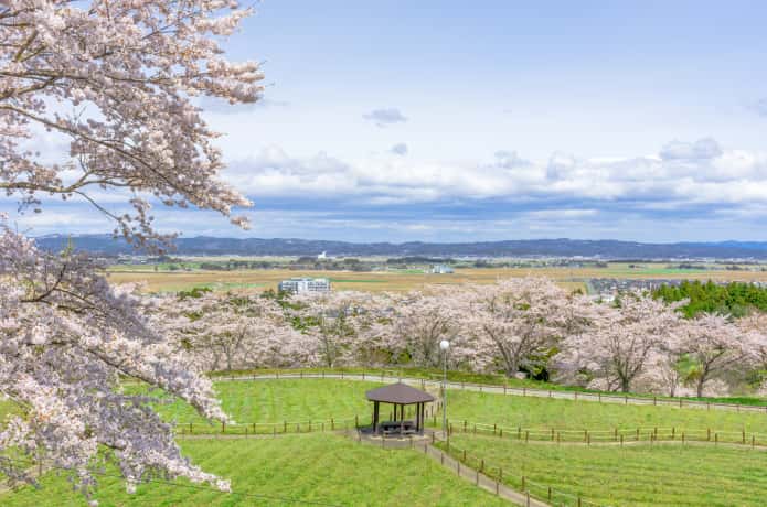 松山御本丸公園の桜