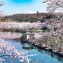 平筒沼の桜