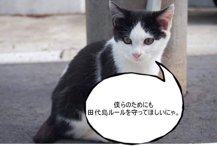 田代島の白黒猫