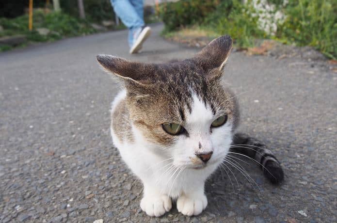 田代島　カメラに近づく猫