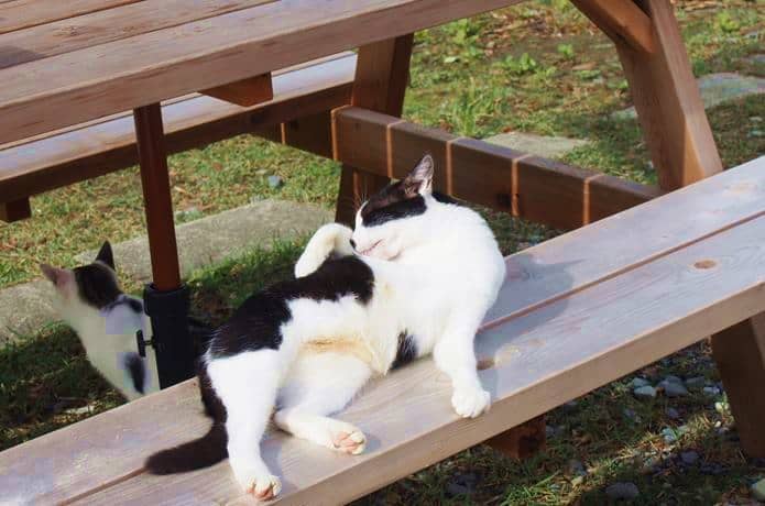 田代島　島の駅のベンチでくつろぐ猫