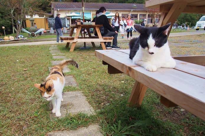 田代島　島の駅とベンチにいる猫