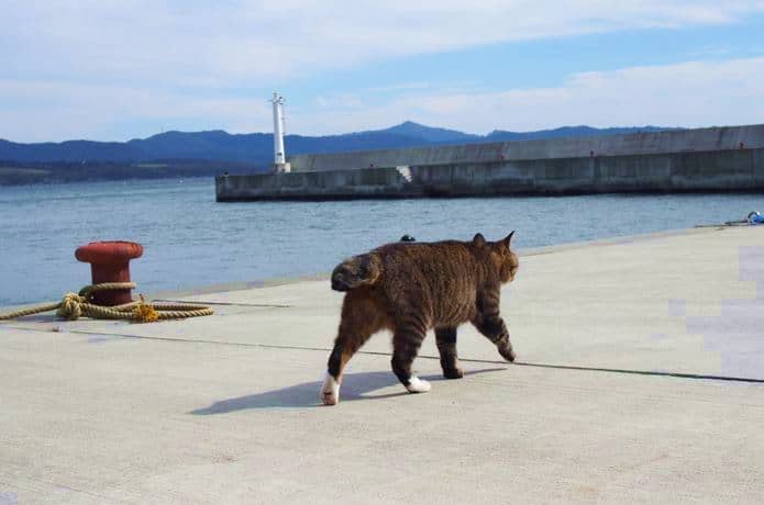 大泊港を歩く猫