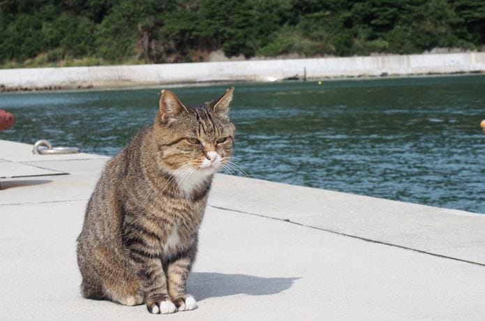 田代島　大泊港の猫