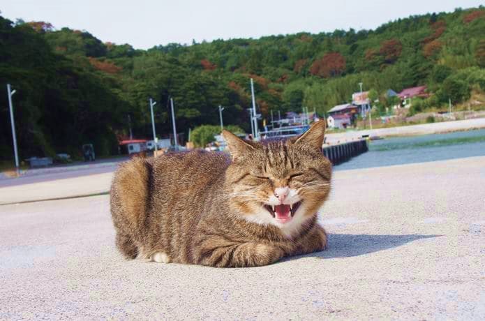 大泊港　威嚇する猫