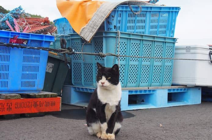仁斗田港に居座る猫