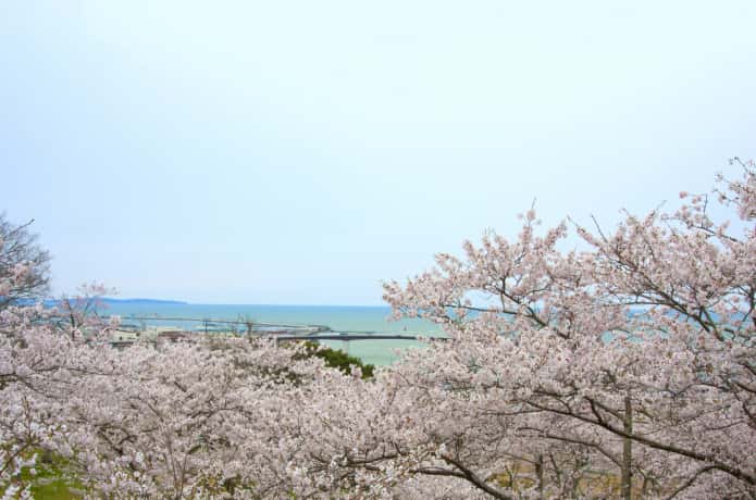 日和山公園の桜