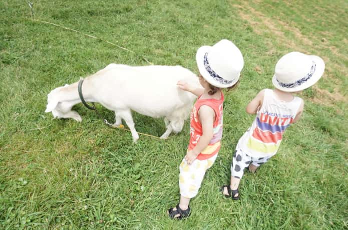 蔵王ハートランドでヤギに触る子供