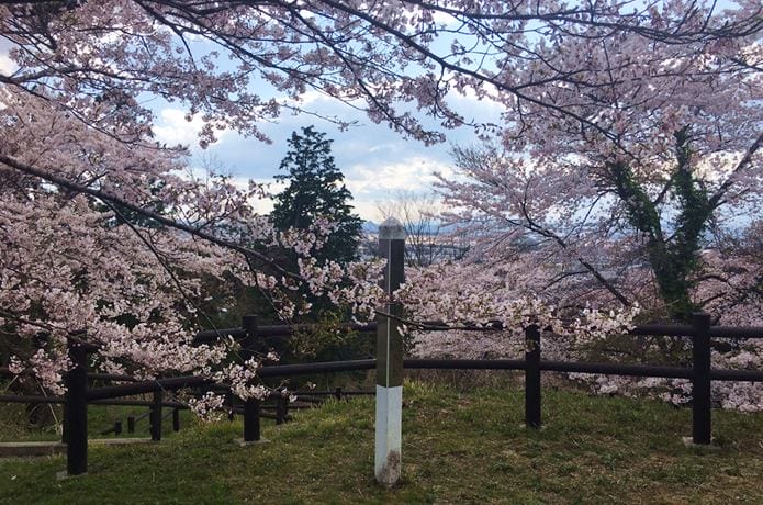 松森城と桜