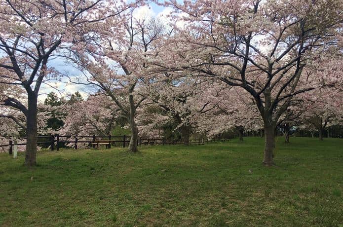 松森城と桜と花見