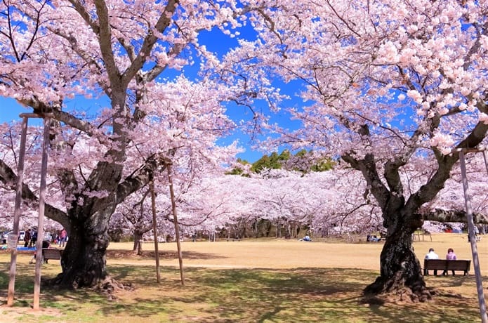 春の桜の金運アップタイムセール