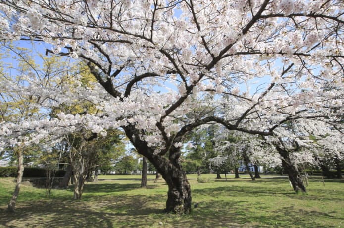 榴岡公園　桜
