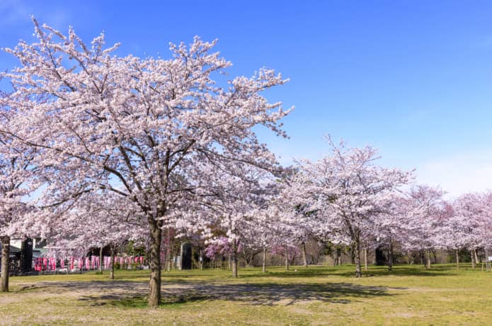 仙台　西公園の桜
