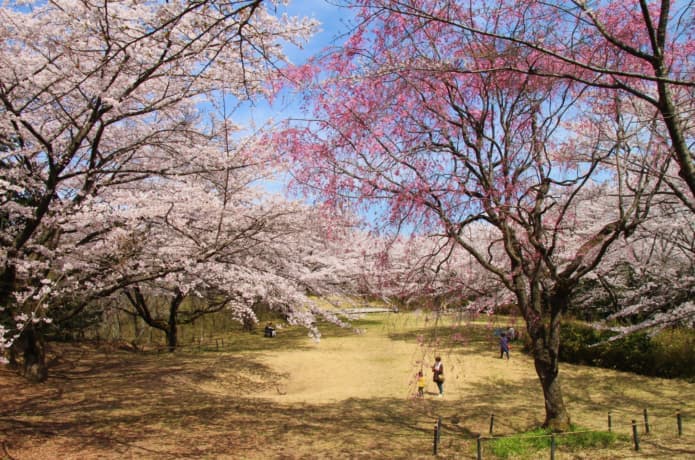 長命館公園（長命館跡）の桜
