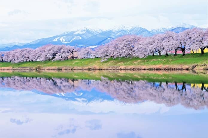 白石川　桜