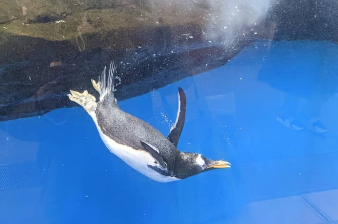 うみの杜水族館　ペンギン