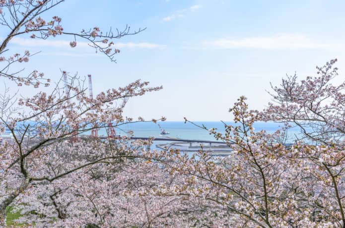 石巻　日和山と桜